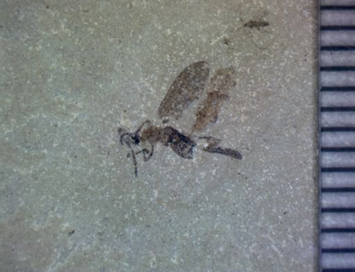 undet. Hemiptera