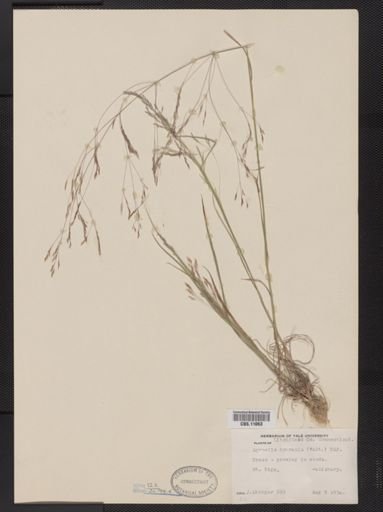 Agrostis hyemalis