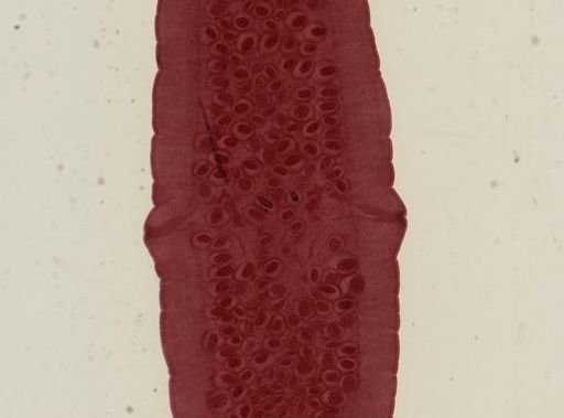 Dipylidium caninum