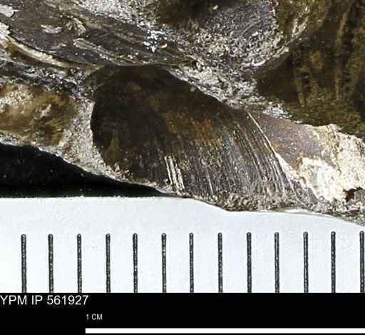 Limopsis sp.