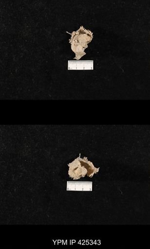 undet. Productidae
