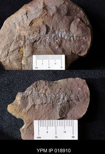 Acanthotelson stimpsoni