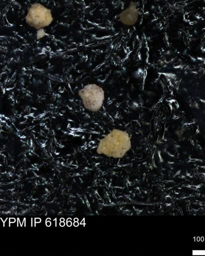 undet. Foraminiferida