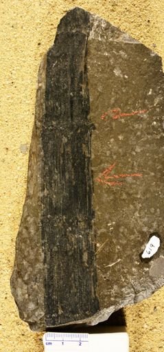 Calamites cistii