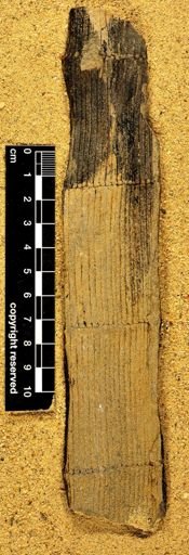 Calamites cistii