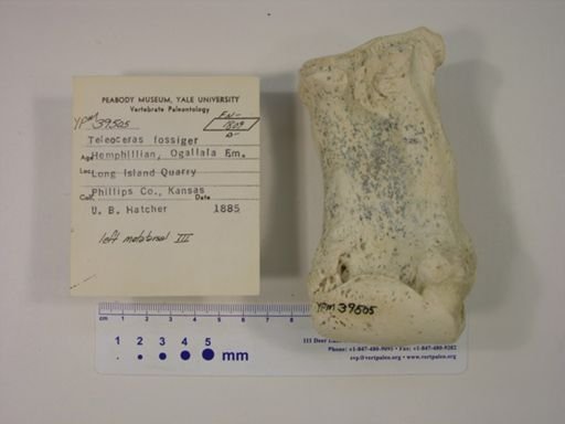 Teleoceras fossiger