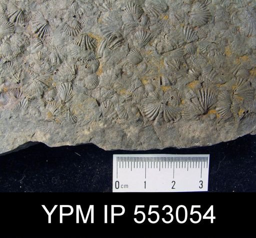 Camarotoechia sp.