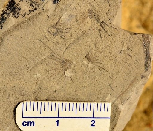 Phyllotheca australis