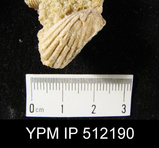 undet. Rhynchonellida