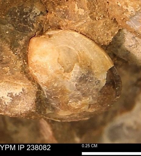Protocardia subquadrata