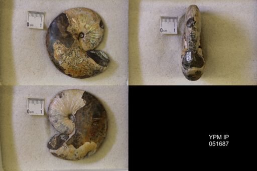 Hoploscaphites nicolletii