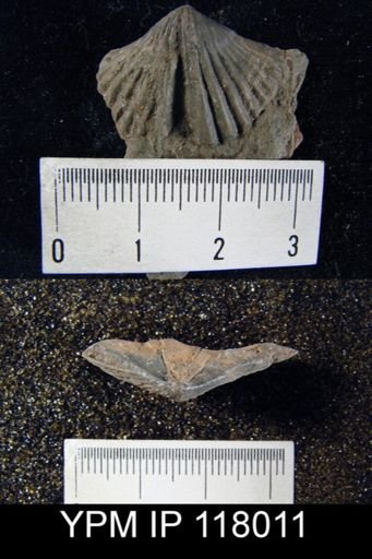Delthyris rugaecosta