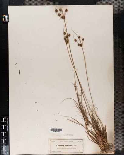 Cyperus ovularis