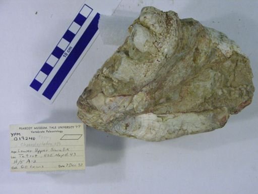 Choerolophodon corrugatus