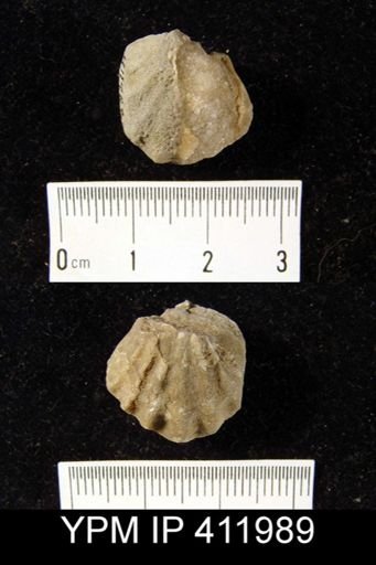 Meekella striatocostata