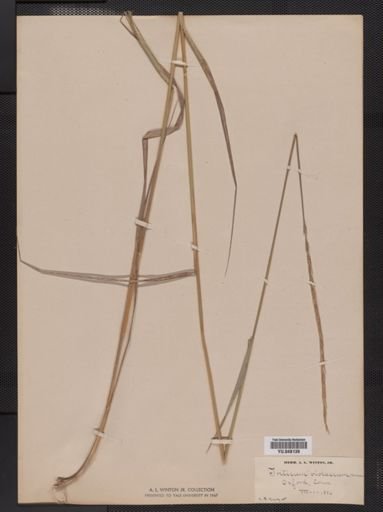 Elymus trachycaulus subsecundus