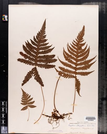 Dryopteris phegopteris