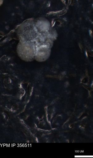 undet. Foraminiferida