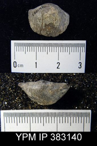 Megastrophiella?