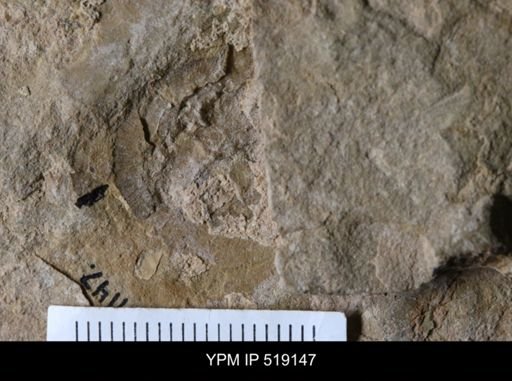 Microschedia sp.