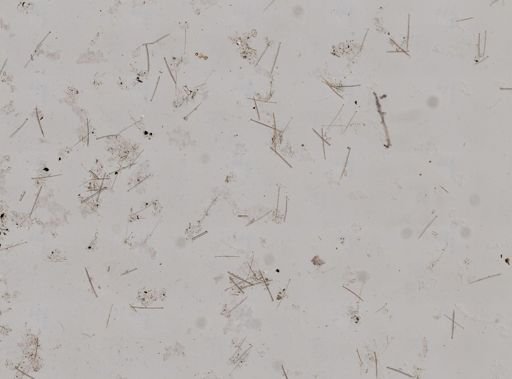 Clionidae