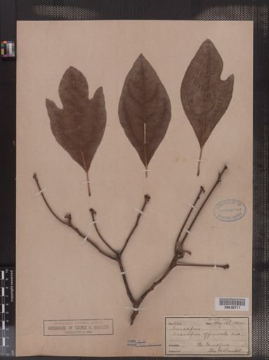 Sassafras officinale
