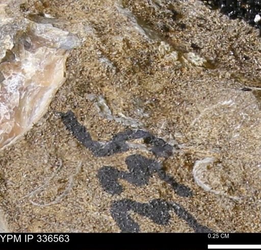 undet. Bivalvia
