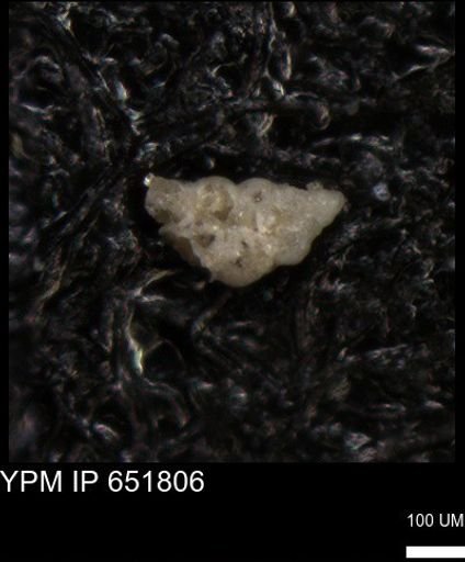 undet. Heterohelicidae