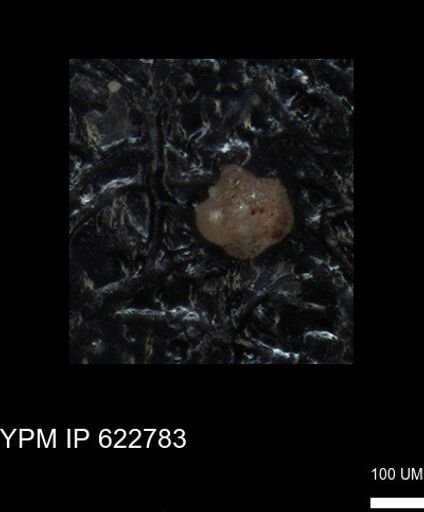 undet. Foraminiferida