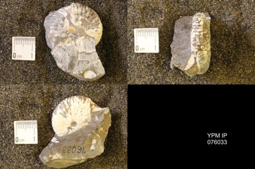 Hoploscaphites birkelundi