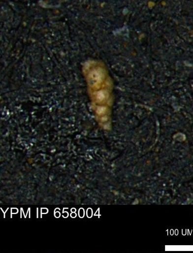 Verneuilinoides kansasensis