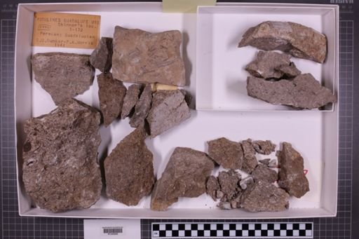 mixed taxa, stratigraphic collection