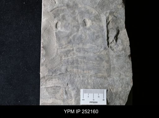 Eurypterus sp.