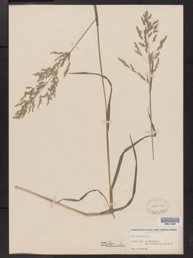 Poa trivialis