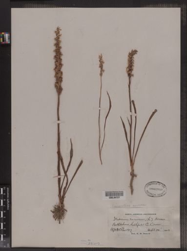 Ibidium cernuum
