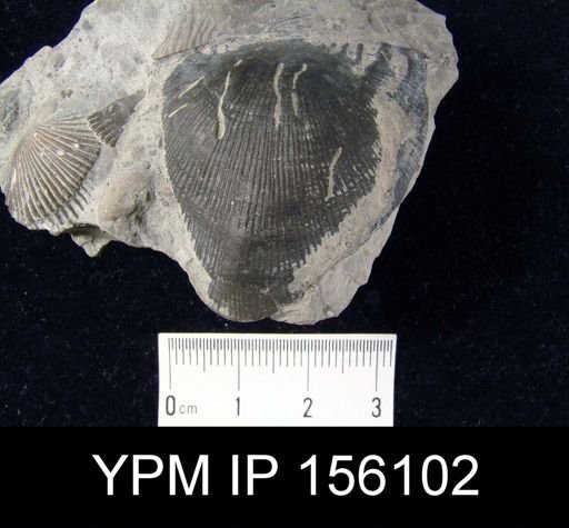 Strophomena planocorrugata