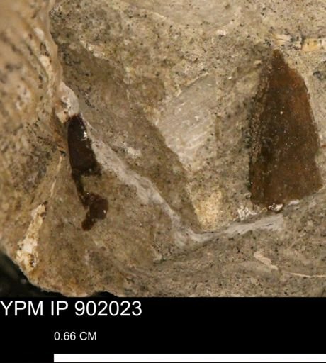 undet. Mollusca