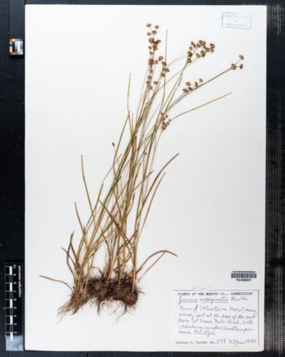 Juncus marginatus