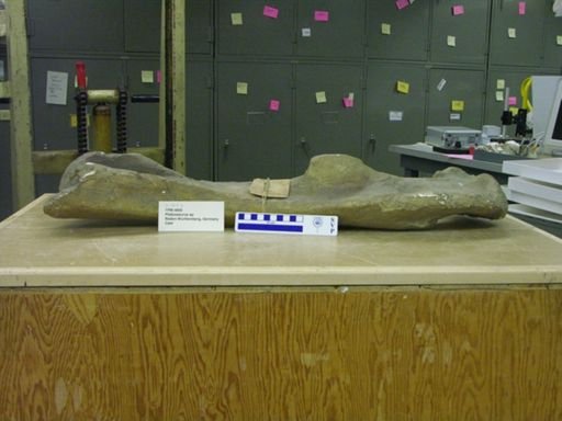 Plateosaurus