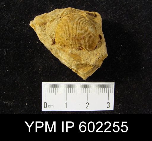Linoproductus ovatus