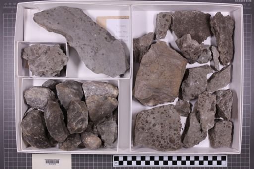 mixed taxa, stratigraphic collection