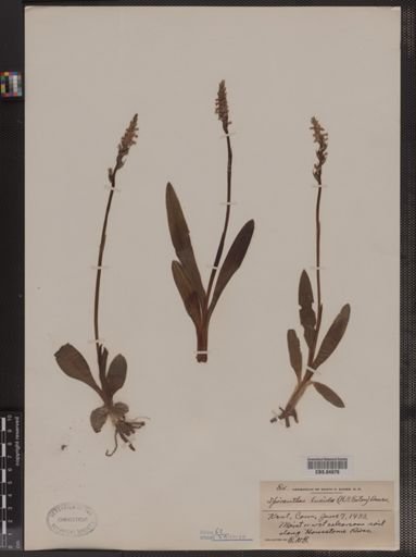 Spiranthes lucida
