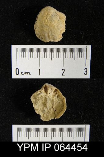 Sieberella roemeri