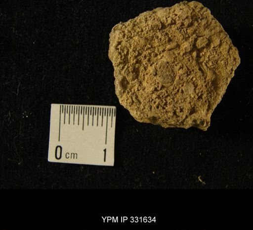 undet. Brachiopoda