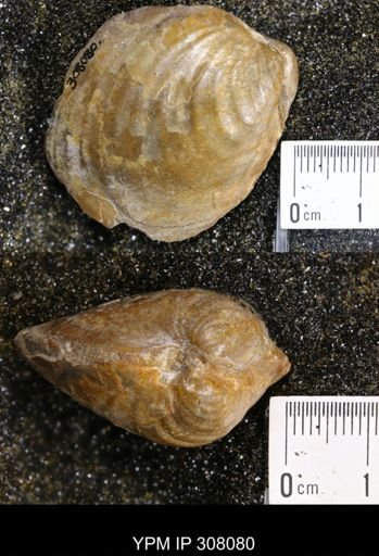 Inoceramus sp.