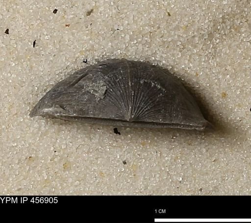 Stropheodonta sp.