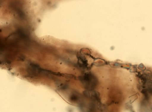 Dysidea fragilis