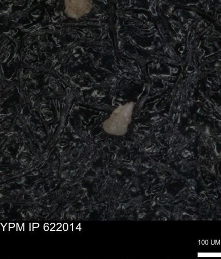 undet. Heterohelicidae