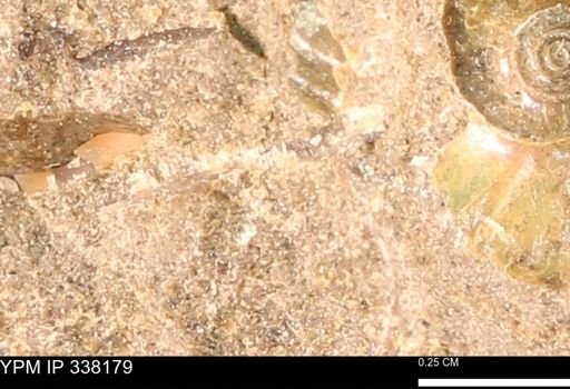 undet. Mollusca
