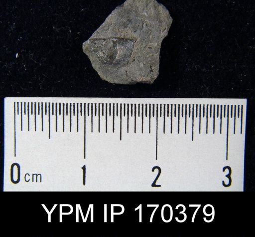 Sowerbyella sp.